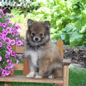 Dunkin, Pomeranian Puppy
